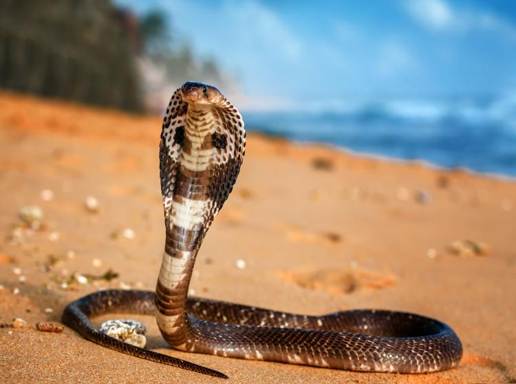 صورة توضيحية