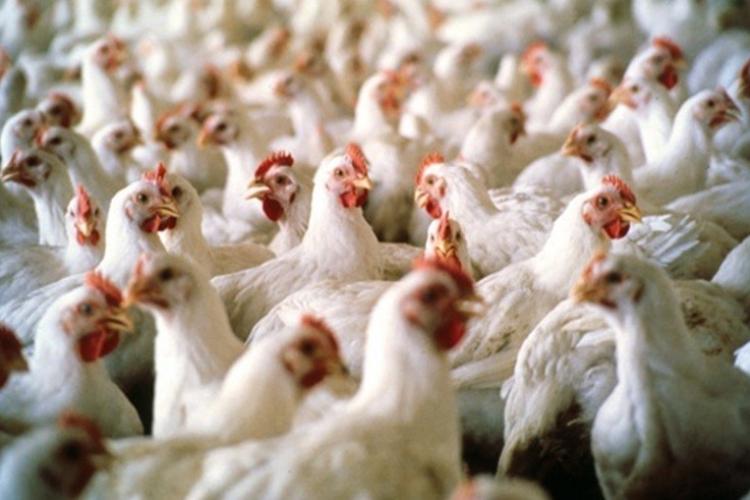 أسعار الدجاج في أسواق غزة