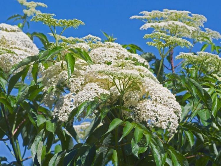صورة توضيحية