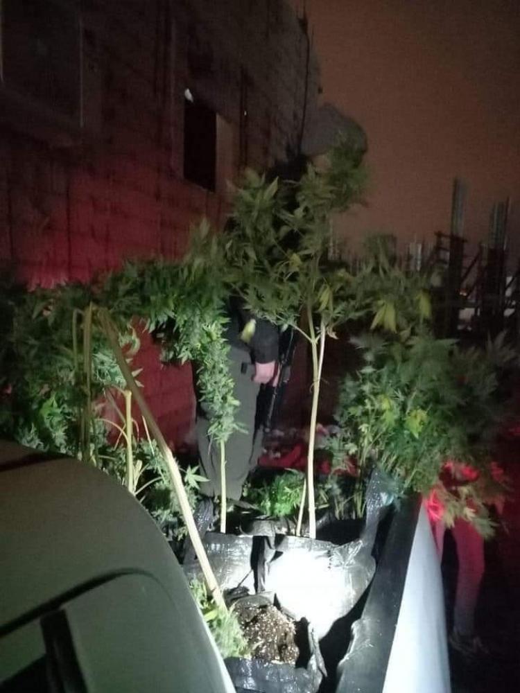 المواد المخدرة المضبوطة