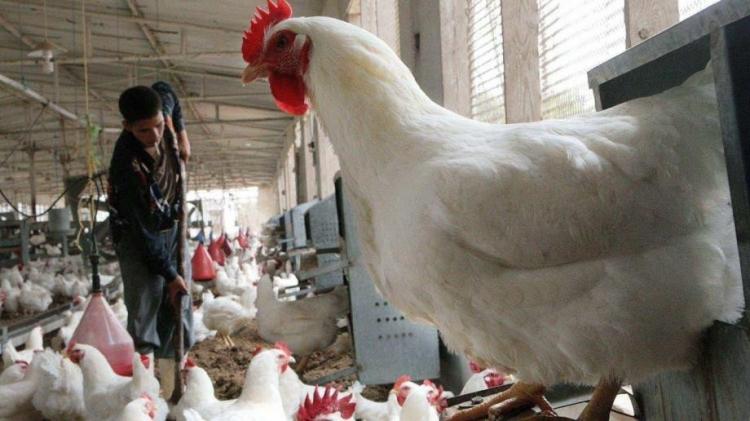 أسعار الدجاج في أسواق غزة