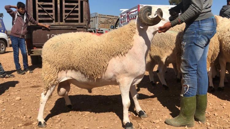 صورة توضيحية