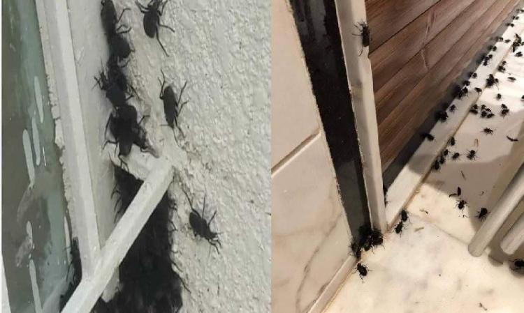 صورة توضيحية