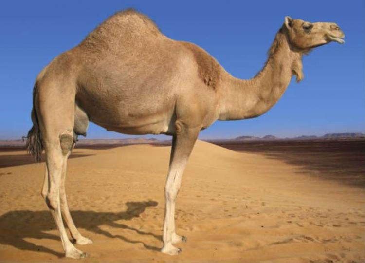 صورة توضيحية