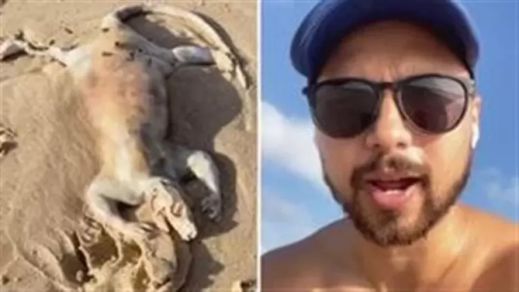 مخلوق غامض