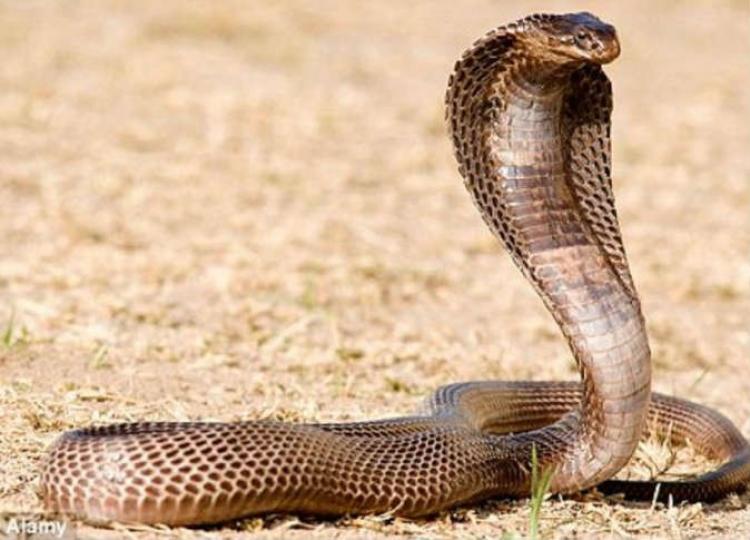 صورة توضيحية