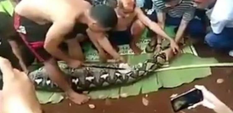 صدق أو لا تصدق.. العثور على جسد سيدة في أحشاء ثعبان بـ إندونيسيا