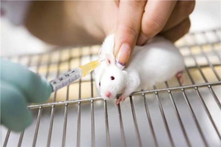 قتل 60 فار تجارب.. معاقبة معيد في كلية الطب البيطري بالحبس 6 أشهر في مصر