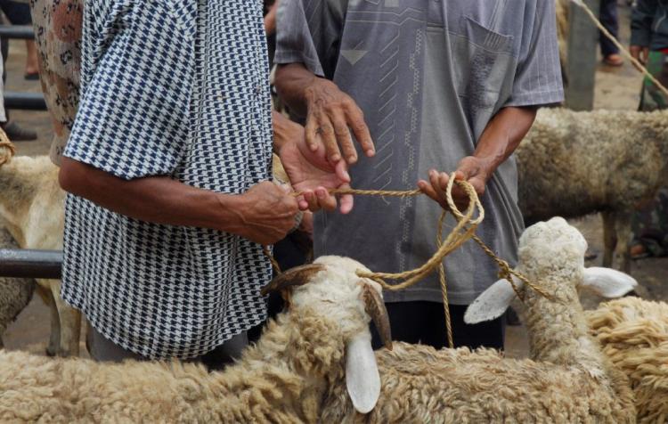 صورة توضيحية