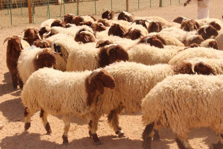 صورة توضيحية