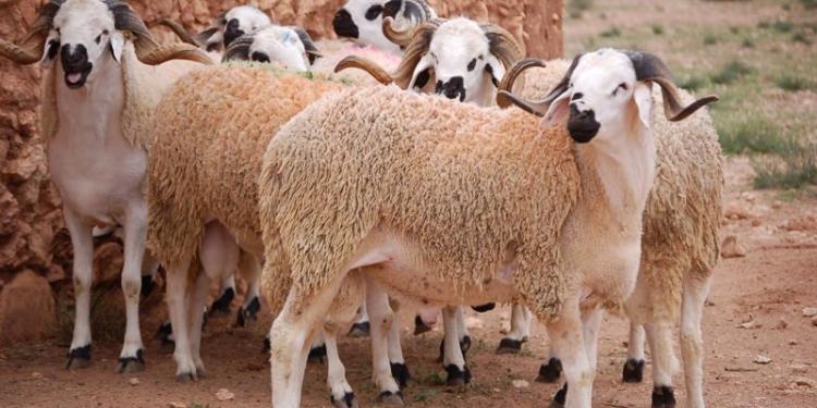 صورة توضيحية