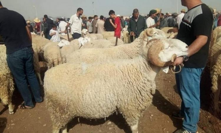 صورة توضيحية