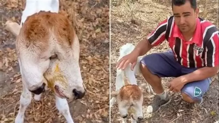 العجل قبل وفاته
