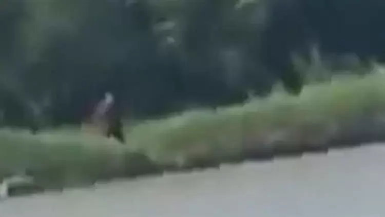 مخلوق غامض