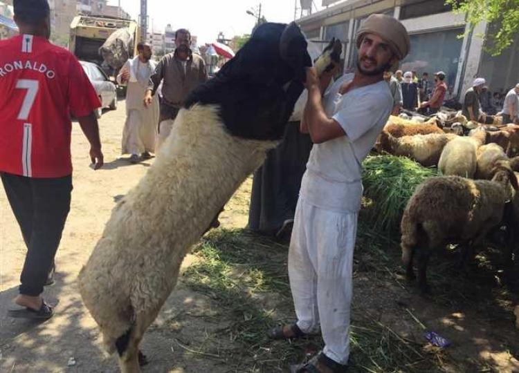 الاضاحي في مصر