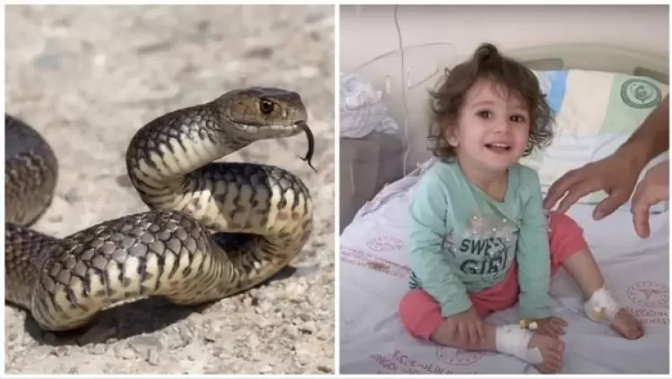 الطفلة المنتقمة