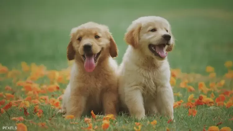 صورة توضيحية