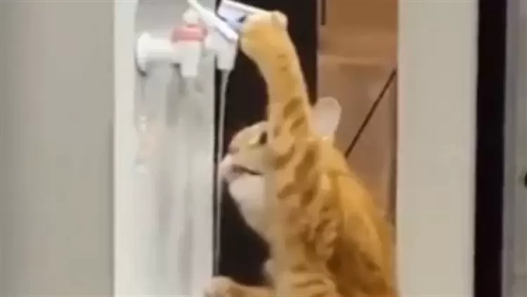 جانب من الفيديو