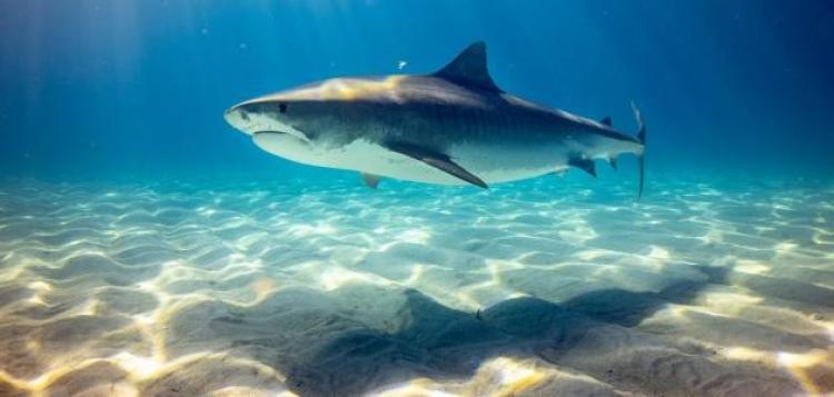 صورة توضيحية