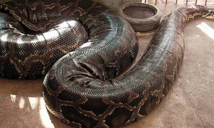 صورة توضيحية