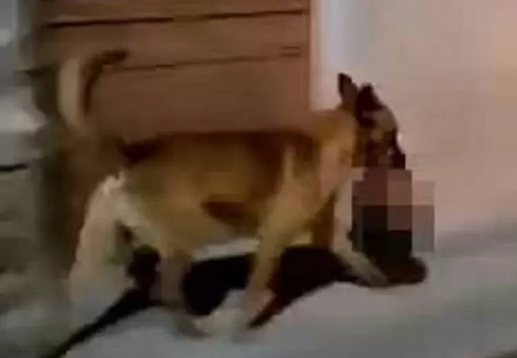 جانب من الفيديو