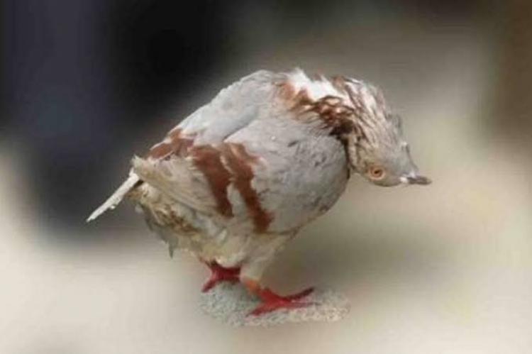 صورة توضيحية