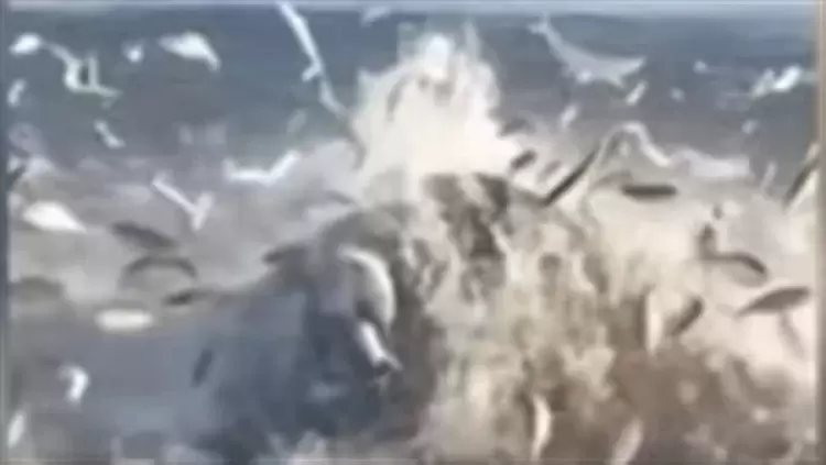 جانب من الفيديو