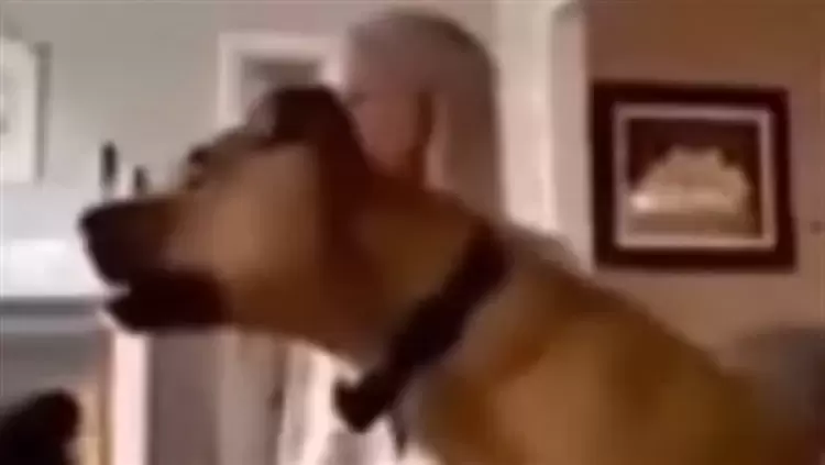 كلب يشجع مباريات كأس العالم