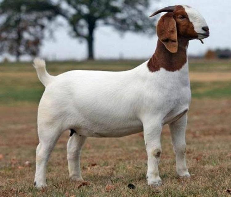 صورة توضيحية