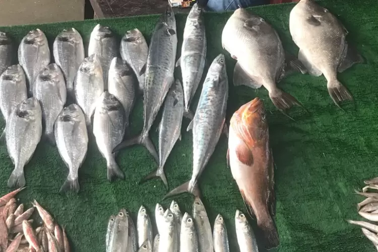 اسماك