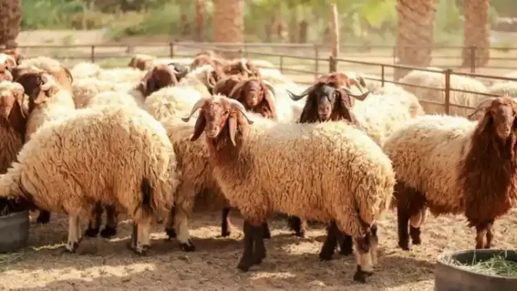 خروف