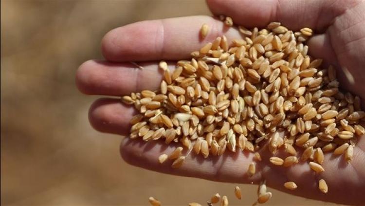 القمح الروسي