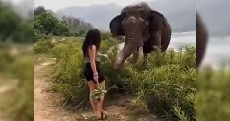 ماذا فعل فيل عملاق بامرأة شبه عارية أثارت جنونه