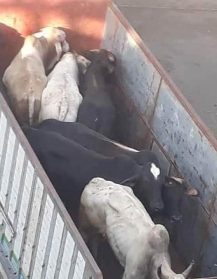ابقار برازيلية