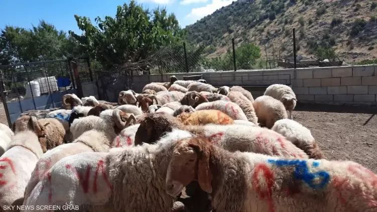 أضاحي العيد