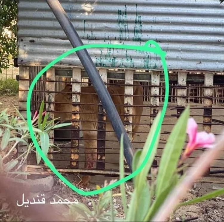 الأسد الذي قتل الطفل حمادة قطيط