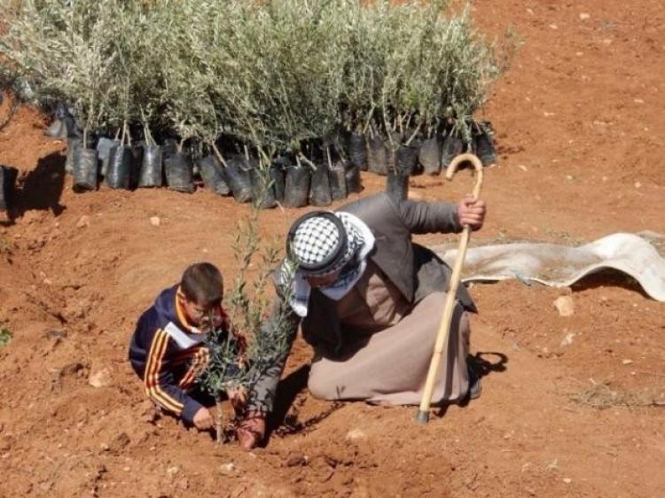 تخضير فلسطين