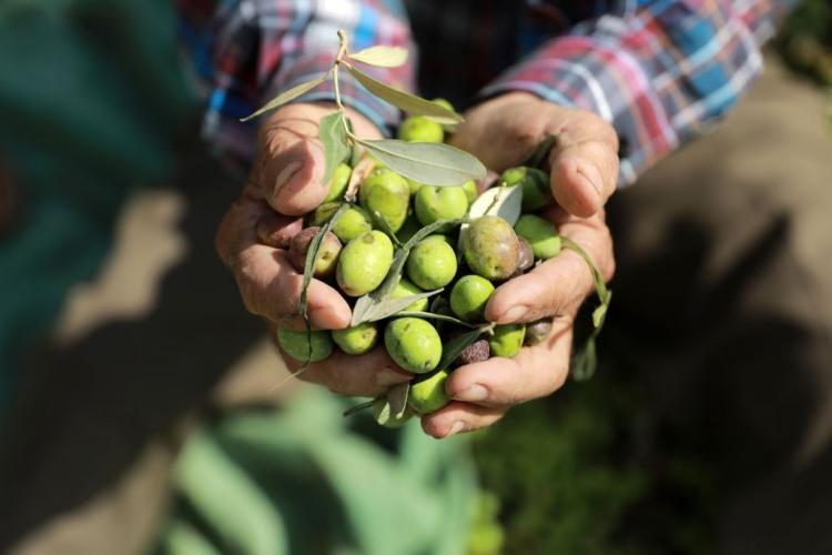 موسم قطف الزيتون في فلسطين- أرشيفية