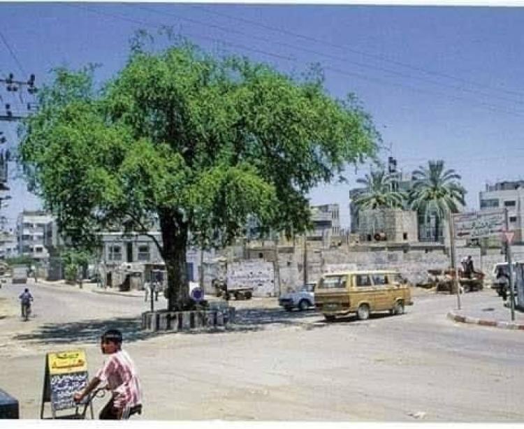 السدرة في شارع يافا وسط غزة