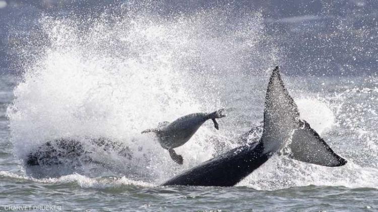 جانب من الفيديو