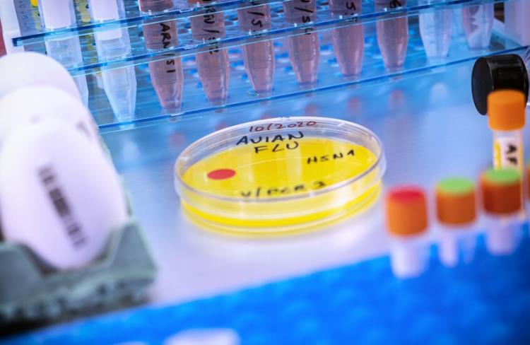 إنفلونزا الطيور