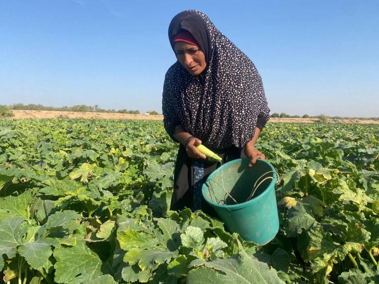 أم محمود أبو شيحة42) عامًا ) – من المغراقة، نازحة في خيمة بمنطقة الصناعة في خان يونس