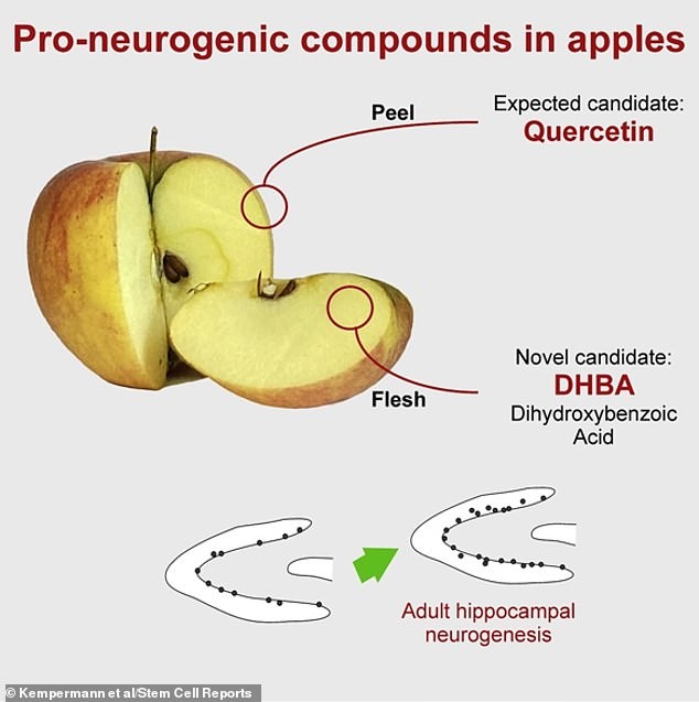 39219390-9254493-Two_compounds_quercetin_in_apple_peel_and_dihydroxybezoic_acid_D-a-49_1613150769380.jpg