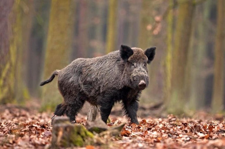 127-163459-italy-shot-wifethinking-wild-boar-2.jpeg