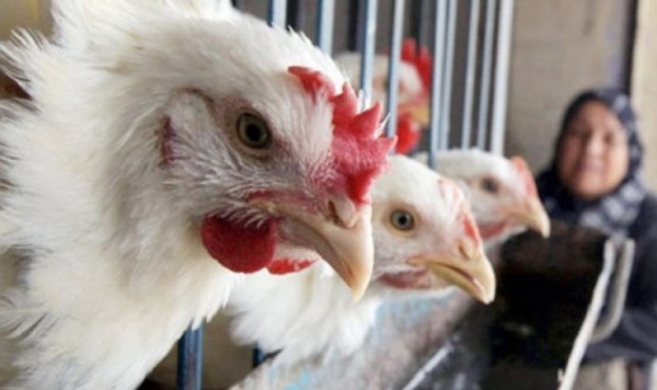 مزرعة دجاج في غزة
