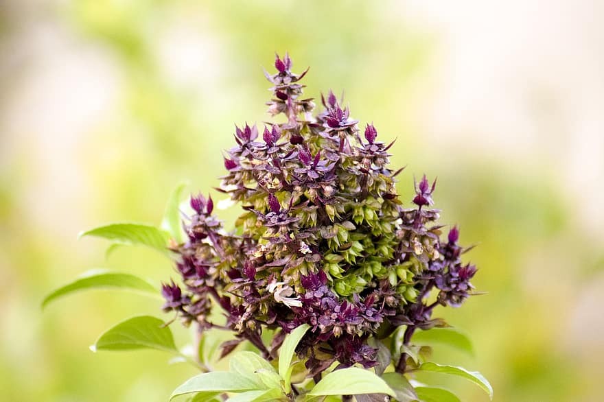 holy-basil-nature-flower-garden-color-green-spring-botany-purple.jpg