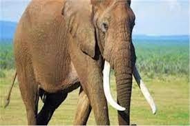 فيل يدهس مسنة هندية حتى الموت